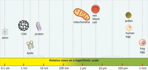 Types of Microorganisms | Microbiology