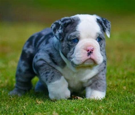 Blue Merle Bulldog