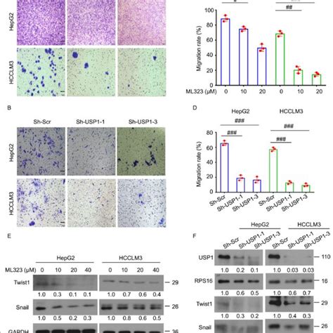 Inhibition Of Usp Suppresses Migration Of Hcc Cells A And B Transwell