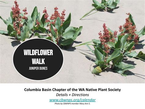 Columbia Basin Chapter Wildflower Walk Juniper Dunes