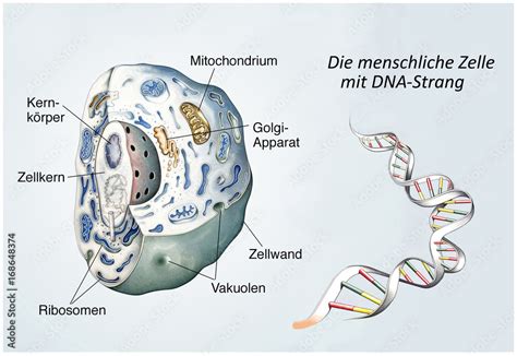 Menschliche Zelle Mit Dna Stock Illustration Adobe Stock