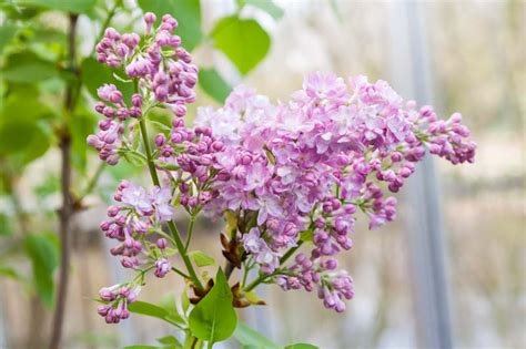 Syringa Vulgaris Katherine Havemeyer Lilac