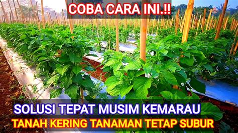 SOLUSI TEPAT PUPUK DI MUSIM KEMARAU TANAH KERING TANAMAN CABE TETAP