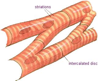 Mekanisme Kontraksi Otot Jantung - Biologi Edukasi: Belajar Sains Biologi