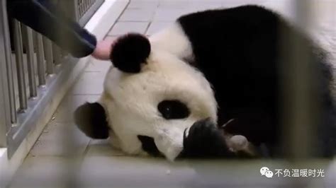 At Paradise Zoo In Belgium Five Chinese Giant Pandas Live Inews