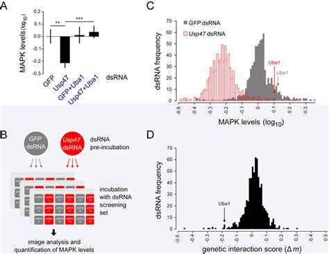 An Rnai Screen To Identify Factors That Modify The Impact Of Usp On