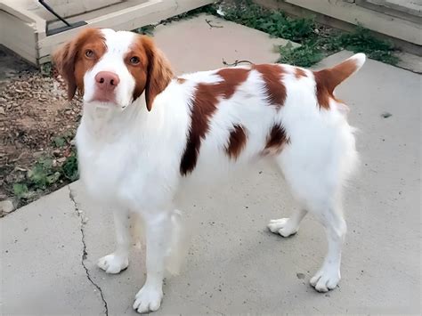 Brittany Spaniel Your Energetic Hunting Companion