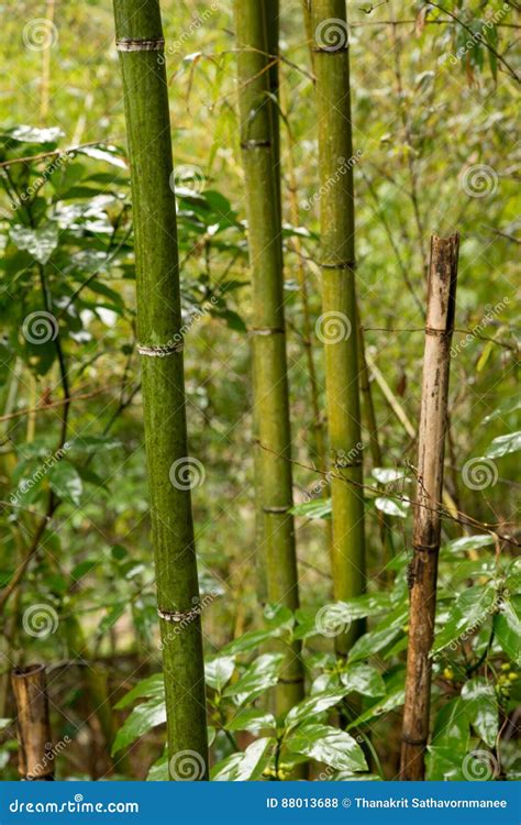 Hastes De Bambu De Madake Na Floresta Japonesa Foto De Stock Imagem