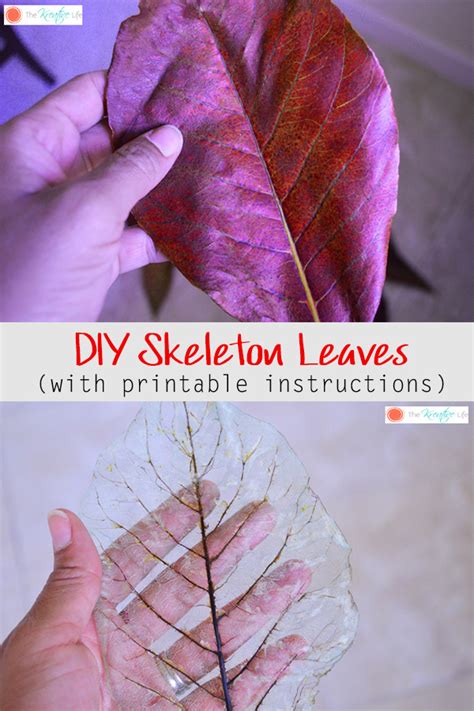 How To Make Skeleton Leaves With Printable Instructions The