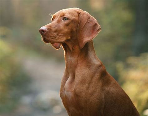 Vizsla Hungarian Pointer Sporting Dog Care And Temperament Britannica