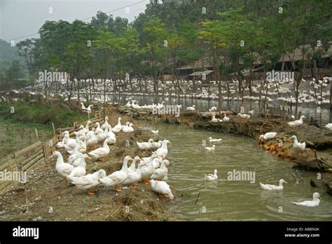 Chinese Peking Duck Farm Stock Photo Alamy