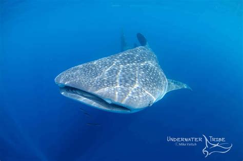 Whale Shark Smile - Photo of the Day - Underwater Tribe