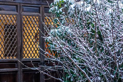 Plum Blossom In Snow Picture And Hd Photos Free Download On Lovepik