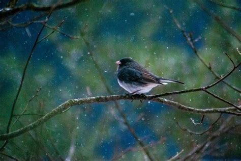 Dark Eyed Junco Migration: All You Need To Know