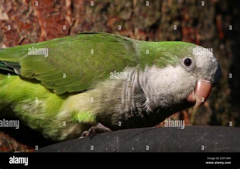 Cheeky South American Monk Parakeet Or Quaker Parrot Myiopsitta