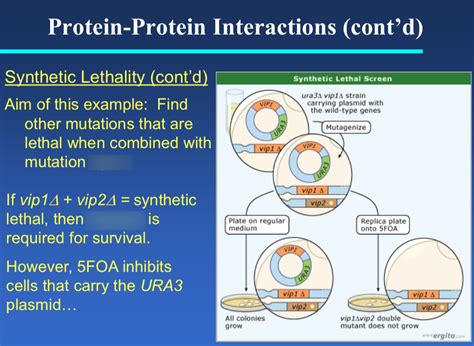 Example Of Synthetic Lethality Diagram Quizlet