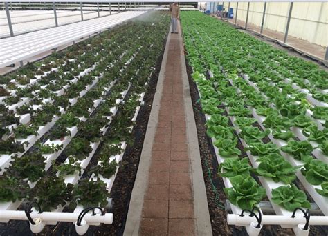 Agriculture Pvc Growing System Hydroponic Farm Vegetables Cultivation