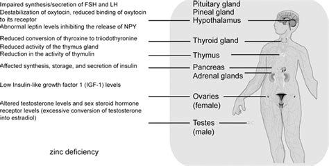 Zinc Deficiency Intechopen