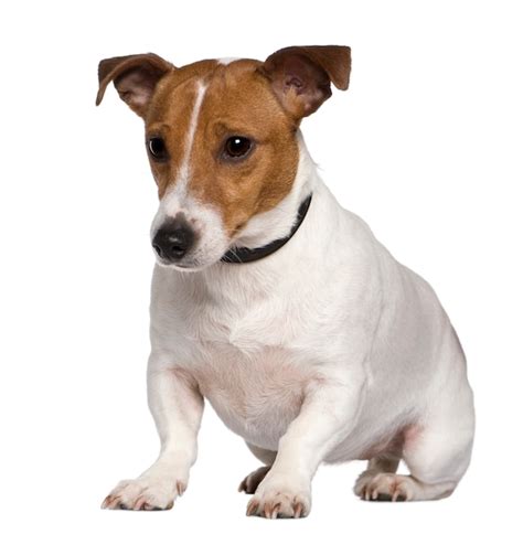 Jack Russell Png Zdj Cia Darmowe Pobieranie Na Freepik