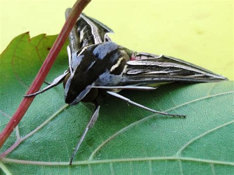 Vine Hawk-moth life cycle • Flinders Ranges Field Naturalists