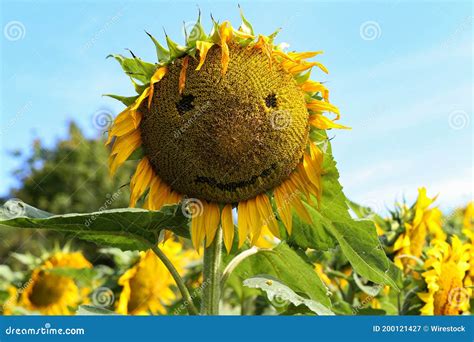 Sunflower with a Smiley Face in the Field Stock Image - Image of smile ...