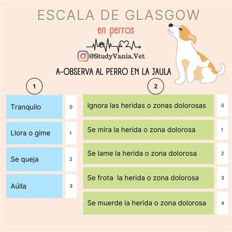 Escala De Glasgow En Perros Studyvania Vet Udocz