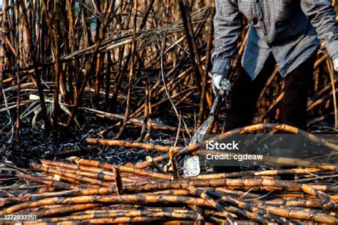 Sugarcane Farmers In Sugar Cane Field Worker In Burn Sugarcane