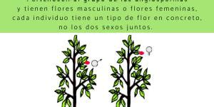 Importancia Biologica Y Economica De Las Plantas Off