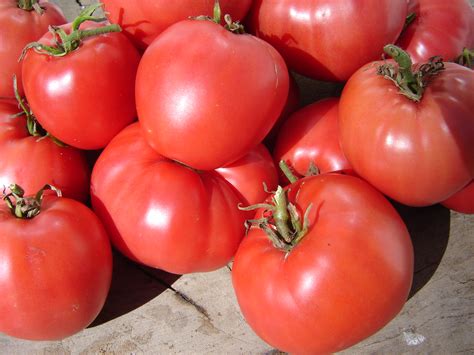 Tomato Oxheart Coeur De Boeuf Organic Seeds Grow Folk