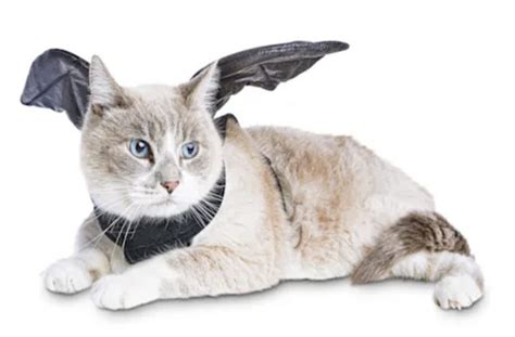 From Silly And Scary To Super Cute 12 Petco Pet Costumes Sure To Raise