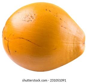 58 Malayan Yellow Dwarf Images Stock Photos Vectors Shutterstock