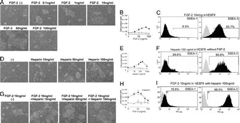 Effect Of Fgf And Heparin On The Hues Cell Growth Hues Cells