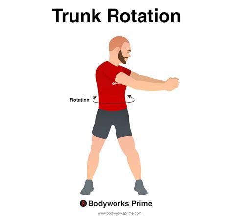 External Oblique Muscle Anatomy Bodyworks Prime