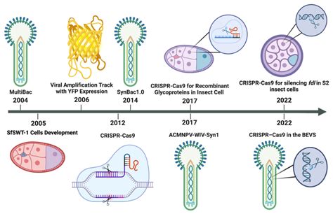 Evolution Of Baculovirus Expression Vector System Bevs Multibac Download Scientific Diagram