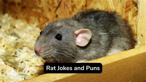 Top 45 Rat Puns And Jokes That Are Very Naughty Eastrohelp