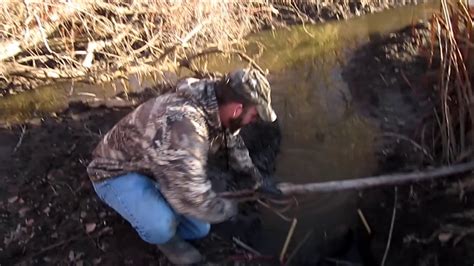 Beaver Trapping Successful Channel Set Youtube