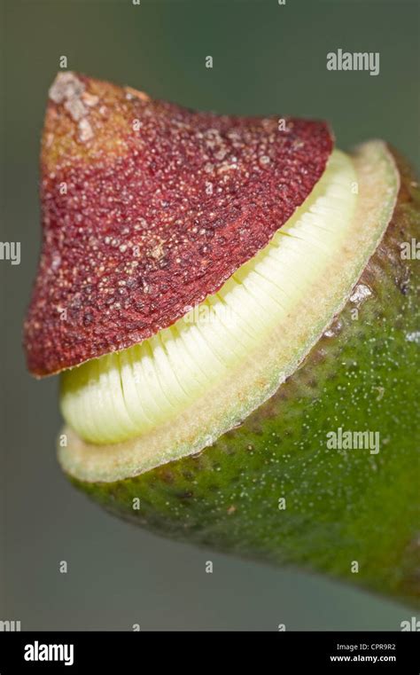 Yellow Eucalyptus Flower Opening Stock Photo Alamy