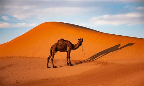 Download Sahara's Lone Camel Wallpaper | Wallpapers.com