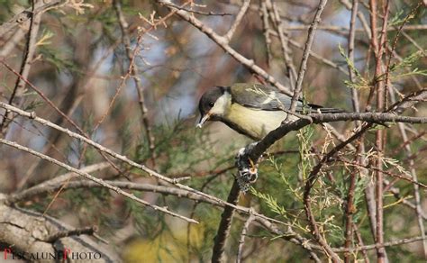 Pescalune Photo Le Festin De La M Sange Charbonni Re Parus Major