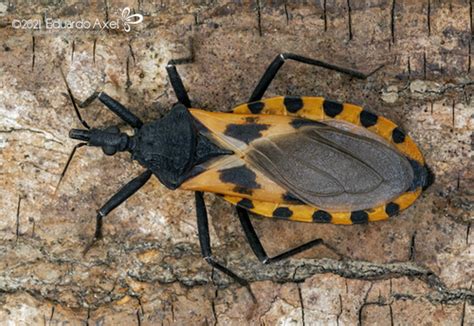 Triatoma Dimidiata Inaturalist