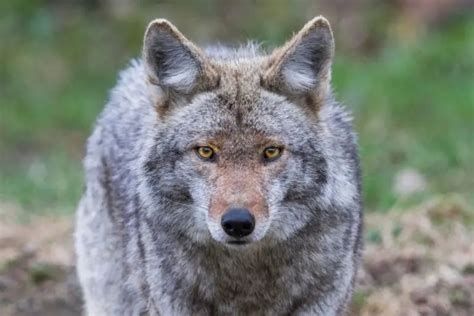 How Big Are Coyotes Coyote Size Assorted Animals
