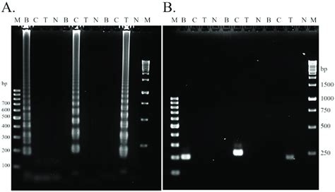 The Primer Specificity Of The Lamp Assay For The Identification Of Download Scientific Diagram