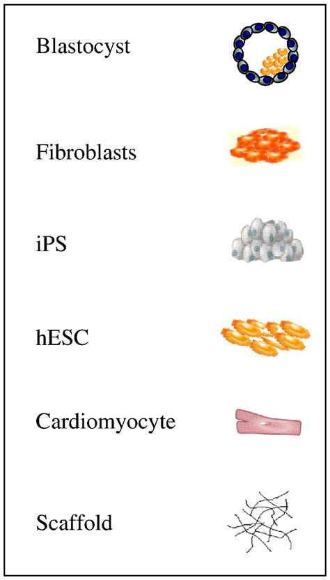 Human Embryonic Stem Cells For Cardiomyogenesis Journal Of Molecular