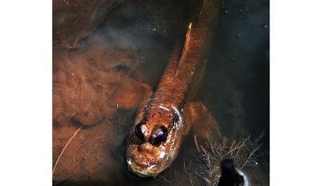 Ikan Tempakul Ikan Yang Juga Dapat Berjalan Di Darat Foto