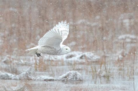A Flurry Of Research Gives New Insight Into Elusive Snowy Owls Down