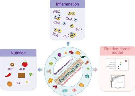 Frontiers Characteristics Of Fecal Microbiota And Machine Learning