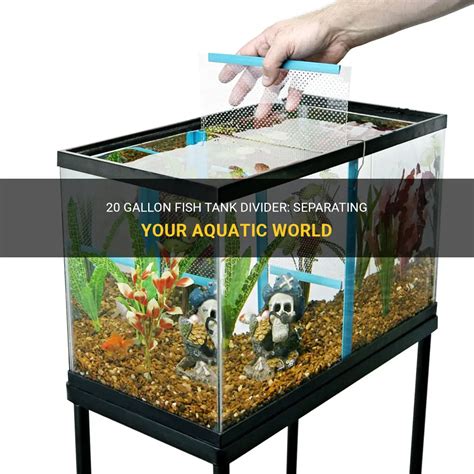 20 Gallon Fish Tank Divider Separating Your Aquatic World PetShun