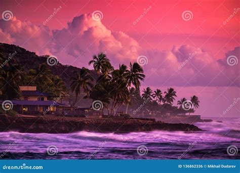 Bright purple sunset stock photo. Image of palm, sunset - 136862336