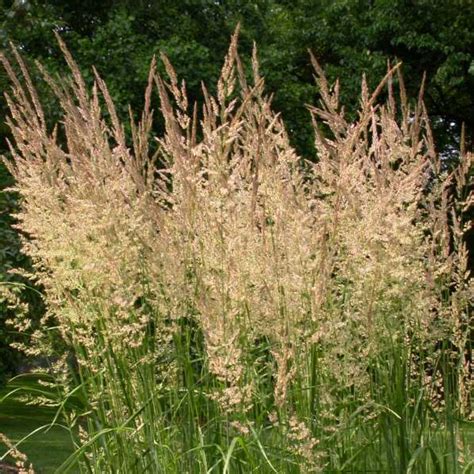 Calamagrostis X Acutiflora Karl Foerster