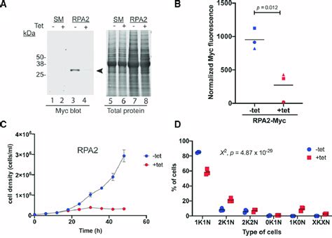 RPA2 Knockdown Inhibits Mitosis And Produces Anucleate Trypanosomes